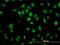 SH2 Domain Containing 4A antibody, H00063898-M01, Novus Biologicals, Immunocytochemistry image 