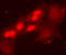 Paired Box 7 antibody, MAB1675, R&D Systems, Immunocytochemistry image 