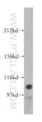 Fucose Kinase antibody, 13541-1-AP, Proteintech Group, Western Blot image 