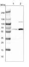 DnaJ homolog subfamily C member 7 antibody, NBP1-86920, Novus Biologicals, Western Blot image 