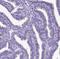 Sperm Flagellar 1 antibody, NBP2-14707, Novus Biologicals, Immunohistochemistry frozen image 