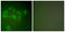 Hdm2 antibody, LS-C118516, Lifespan Biosciences, Immunofluorescence image 
