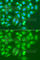 Amylase Alpha 2B (Pancreatic) antibody, A7642, ABclonal Technology, Immunofluorescence image 