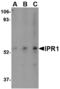 SP110 Nuclear Body Protein antibody, A03354, Boster Biological Technology, Western Blot image 