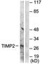SP5 antibody, orb314440, Biorbyt, Western Blot image 