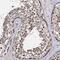 Cilia And Flagella Associated Protein 46 antibody, NBP2-48679, Novus Biologicals, Immunohistochemistry paraffin image 