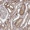 Protein transport protein Sec24B antibody, HPA038181, Atlas Antibodies, Immunohistochemistry frozen image 