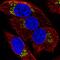 N-acetylgalactosaminyltransferase 7 antibody, HPA065317, Atlas Antibodies, Immunofluorescence image 