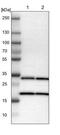 Proteasome activator complex subunit 3 antibody, NBP1-83063, Novus Biologicals, Western Blot image 