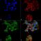 Cysteine protease ATG4D antibody, PA5-77781, Invitrogen Antibodies, Immunofluorescence image 