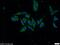 Kdap antibody, 16558-1-AP, Proteintech Group, Immunofluorescence image 
