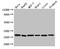 Prx-III antibody, CSB-PA018656LA01HU, Cusabio, Western Blot image 