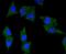 Neurotrophic Receptor Tyrosine Kinase 1 antibody, NBP2-67473, Novus Biologicals, Immunofluorescence image 