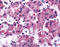Cystine/glutamate transporter antibody, TA317674, Origene, Immunohistochemistry paraffin image 