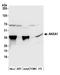 Annexin A1 antibody, A305-234A, Bethyl Labs, Western Blot image 