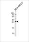 Protein E antibody, LS-C159406, Lifespan Biosciences, Western Blot image 
