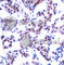 JunB Proto-Oncogene, AP-1 Transcription Factor Subunit antibody, AP0375, ABclonal Technology, Immunohistochemistry paraffin image 