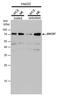 7-Dehydrocholesterol Reductase antibody, PA5-77942, Invitrogen Antibodies, Western Blot image 