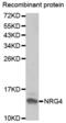 NRG-4 antibody, abx002032, Abbexa, Western Blot image 