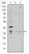 CD1a Molecule antibody, AM06598SU-N, Origene, Western Blot image 