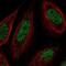 Protein SSXT antibody, NBP2-31777, Novus Biologicals, Immunofluorescence image 