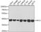 Replication factor C subunit 4 antibody, 19-694, ProSci, Western Blot image 