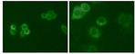 Sky antibody, abx016061, Abbexa, Western Blot image 