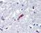 Myelin Basic Protein antibody, 49-792, ProSci, Immunohistochemistry frozen image 