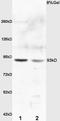 E2F Transcription Factor 8 antibody, orb101039, Biorbyt, Western Blot image 