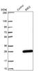 B9 Domain Containing 2 antibody, NBP1-91693, Novus Biologicals, Western Blot image 