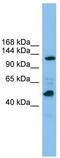 DNA-directed RNA polymerase I subunit RPA2 antibody, TA346803, Origene, Western Blot image 