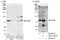 Cullin-4A antibody, A300-739A, Bethyl Labs, Immunoprecipitation image 