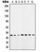 POU Class 5 Homeobox 1 antibody, LS-C352711, Lifespan Biosciences, Western Blot image 