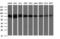 Galactosidase Beta 1 antibody, M01829-1, Boster Biological Technology, Western Blot image 