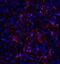 ORAI Calcium Release-Activated Calcium Modulator 1 antibody, NBP1-75522, Novus Biologicals, Immunofluorescence image 