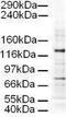 Adaptor Related Protein Complex 3 Subunit Delta 1 antibody, PA1-31774, Invitrogen Antibodies, Western Blot image 