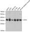Lactate Dehydrogenase A antibody, 14-027, ProSci, Western Blot image 