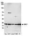 EMC7 antibody, NBP2-60710, Novus Biologicals, Western Blot image 