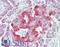 Neuronal pentraxin-2 antibody, LS-B9779, Lifespan Biosciences, Immunohistochemistry paraffin image 