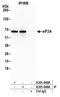 Eukaryotic Translation Initiation Factor 2A antibody, A301-948A, Bethyl Labs, Immunoprecipitation image 