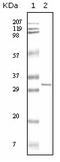 Hypoxanthine-guanine phosphoribosyltransferase antibody, AM06114SU-N, Origene, Western Blot image 