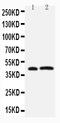 Leupaxin antibody, PA2195, Boster Biological Technology, Western Blot image 