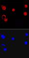 Ligand-dependent corepressor antibody, MA5-24345, Invitrogen Antibodies, Immunocytochemistry image 