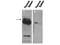 Pogo transposable element with ZNF domain antibody, A06169, Boster Biological Technology, Western Blot image 