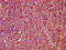 Killer Cell Lectin Like Receptor C3 antibody, LS-C680740, Lifespan Biosciences, Immunohistochemistry paraffin image 