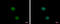 Non-Homologous End Joining Factor 1 antibody, GTX100092, GeneTex, Immunocytochemistry image 