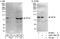 Kinesin Family Member 3A antibody, A302-708A, Bethyl Labs, Western Blot image 