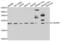 UPF0468 protein C16orf80 homolog antibody, PA5-77132, Invitrogen Antibodies, Western Blot image 