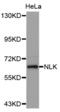 Nemo Like Kinase antibody, abx002290, Abbexa, Western Blot image 