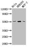 Solute Carrier Family 20 Member 1 antibody, orb400684, Biorbyt, Western Blot image 
